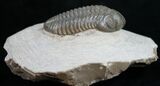 Pedinopariops Trilobite From Jorf, Morocco - #9448-4